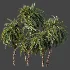 AV Plant Macrozamia Moorei Palm Tree 01 - Thumbnail 7