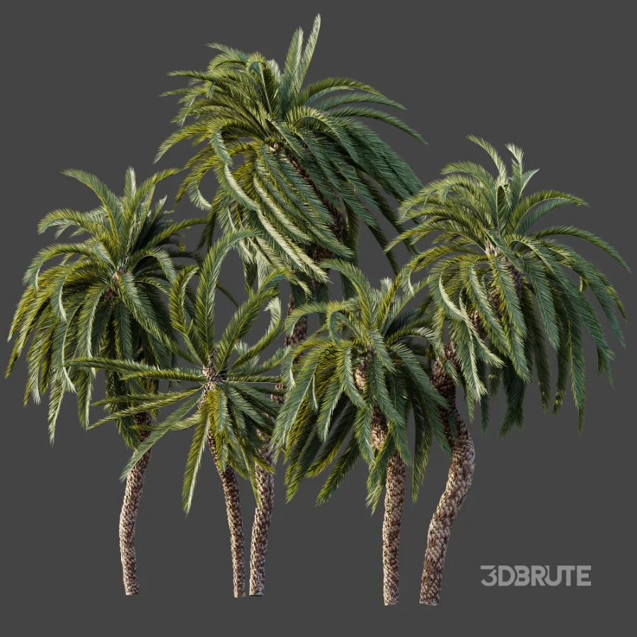 AV Plant Macrozamia Moorei Palm Tree 01 Image 7