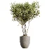 AV Indoor Plants Set 613 Olive Eucalyptus and Chemlali Olive and Ravenala Banana and Lemon Lime Cane - Thumbnail 6