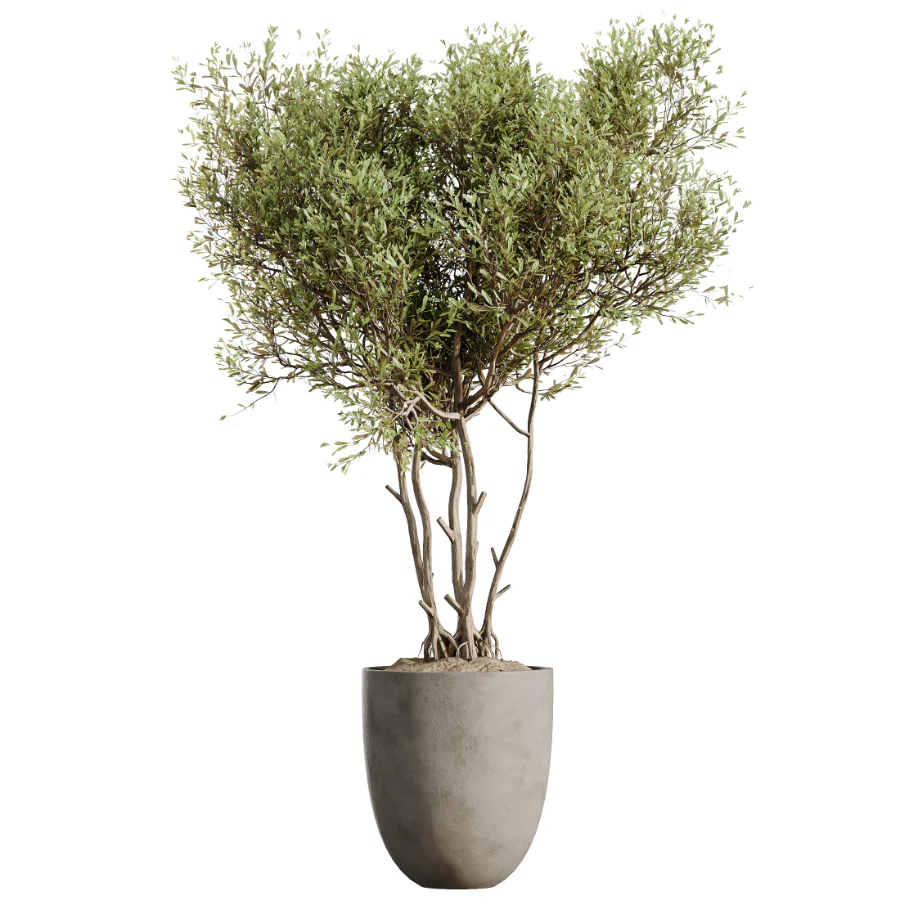 AV Indoor Plants Set 613 Olive Eucalyptus and Chemlali Olive and Ravenala Banana and Lemon Lime Cane Image 6