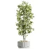 AV Indoor Plants Set 618 Chemlali Olive Areca Palm Eucalyptus Bouquet Bird Of Paradise - Thumbnail 5