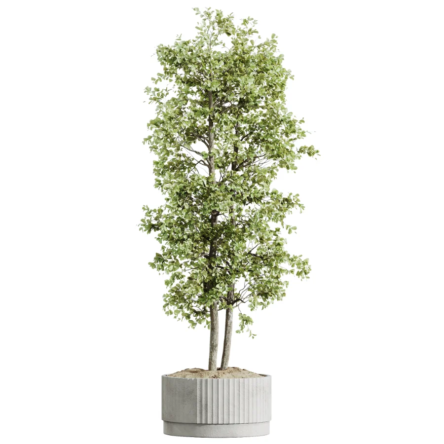 AV Indoor Plants Set 618 Chemlali Olive Areca Palm Eucalyptus Bouquet Bird Of Paradise Image 5