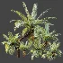 AV Plant Brainea Insignis Fern Palm Tree 02 - Thumbnail 9