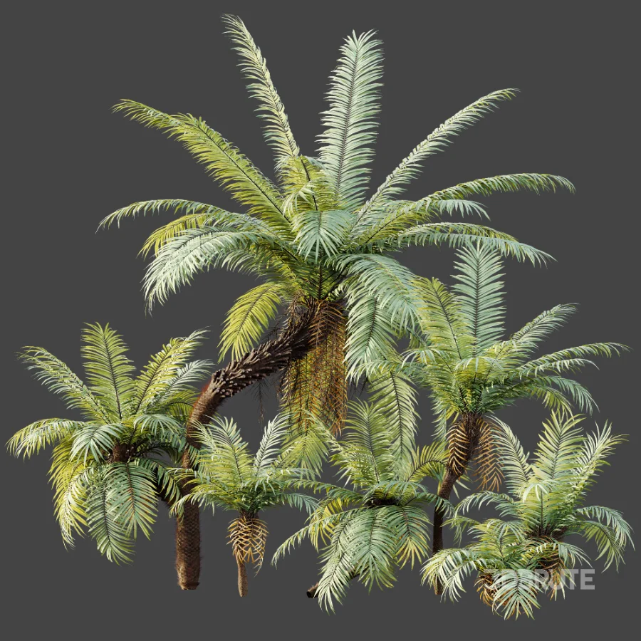 AV Plant Brainea Insignis Fern Palm Tree 02 Image 9