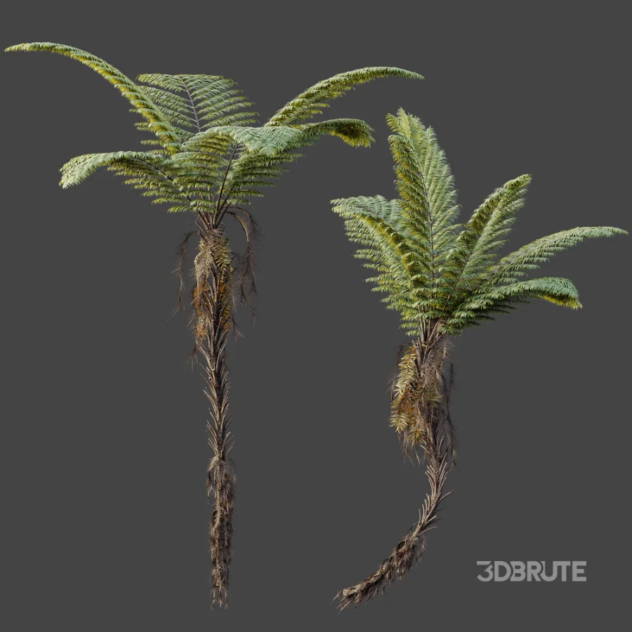 AV Plant Alsophila Spinulosa Fern Tree 01 Image 6