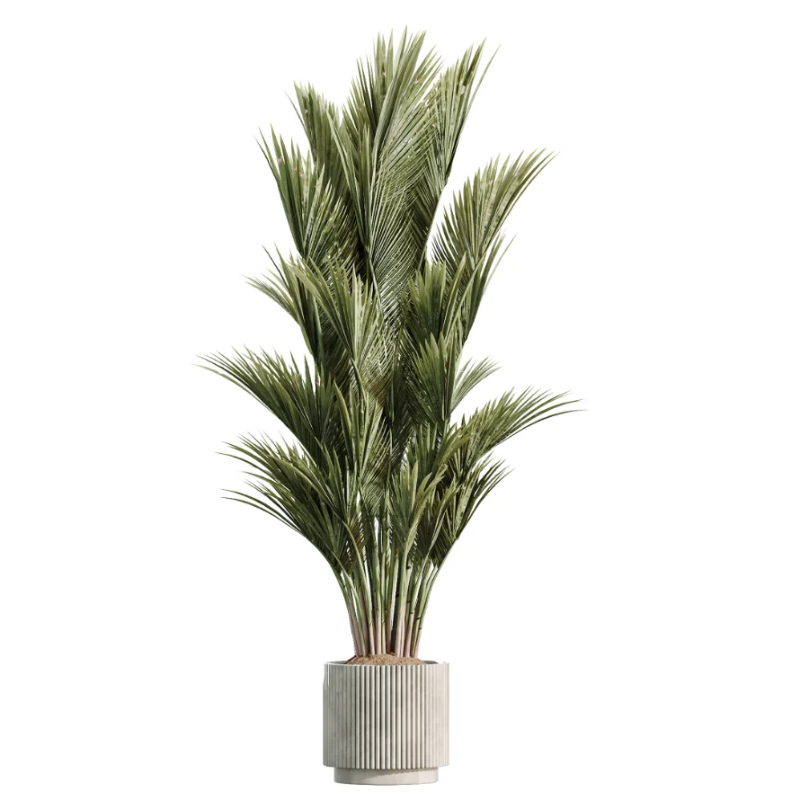 AV Indoor Plants Set 608 Orange Bird Of Paradise Palm Olive Image 3