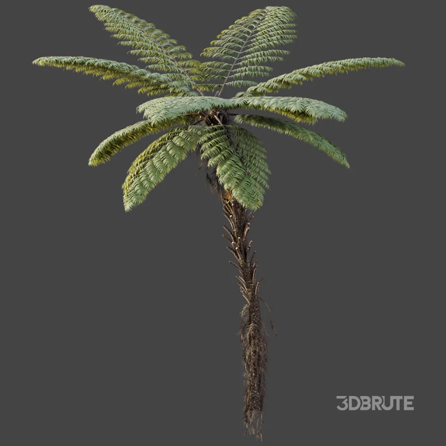 AV Plant Alsophila Spinulosa Fern Tree 01 Image 5