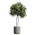 AV Indoor Plants Set 614 Olive Areca Palm Ficus microcarpa Cunjevoi Alocasia - Thumbnail 5