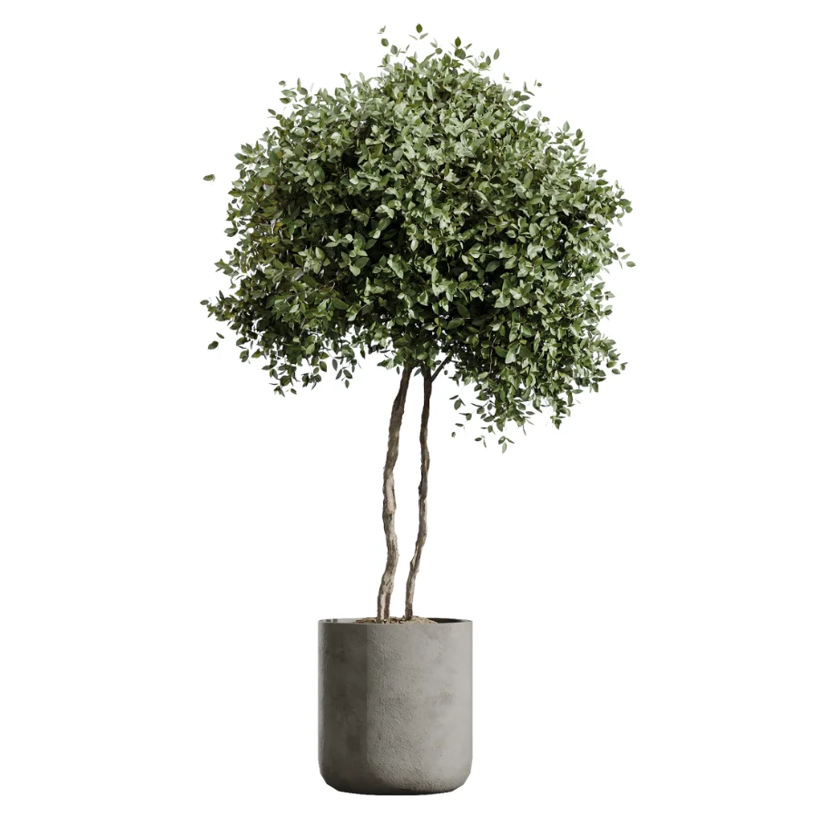 AV Indoor Plants Set 614 Olive Areca Palm Ficus microcarpa Cunjevoi Alocasia Image 5