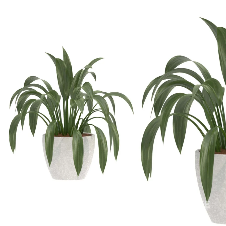 Aspidistra Elatior Potted Plant Image 2
