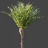 AV Plant Phoenix Canariensis Palm Tree 01 - Thumbnail 6