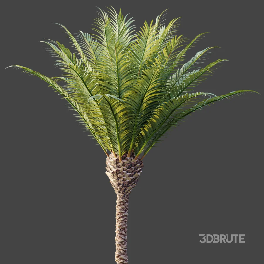 AV Plant Phoenix Canariensis Palm Tree 01 Image 6