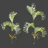 AV Plant Chrysalidocarpus Lutescens Palm Bush 02 - Thumbnail 5