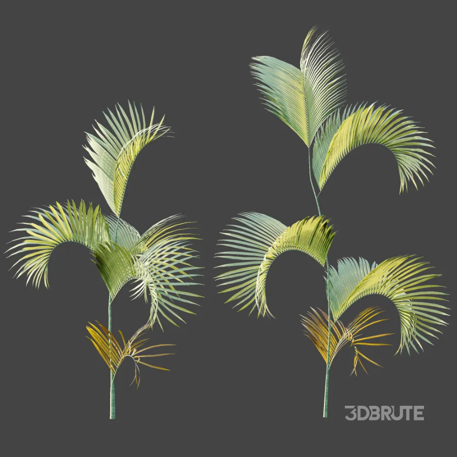 AV Plant Chrysalidocarpus Lutescens Palm Bush 02 Image 5