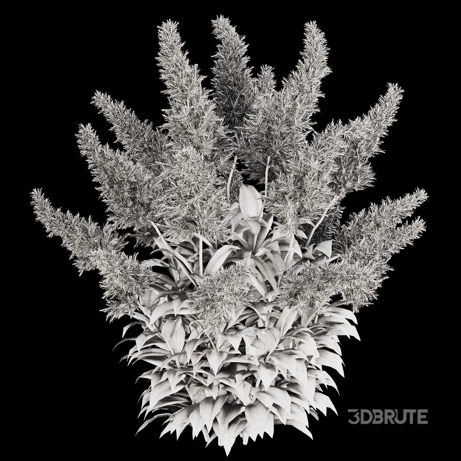 Astilbe Garden Plant Collection Image 4