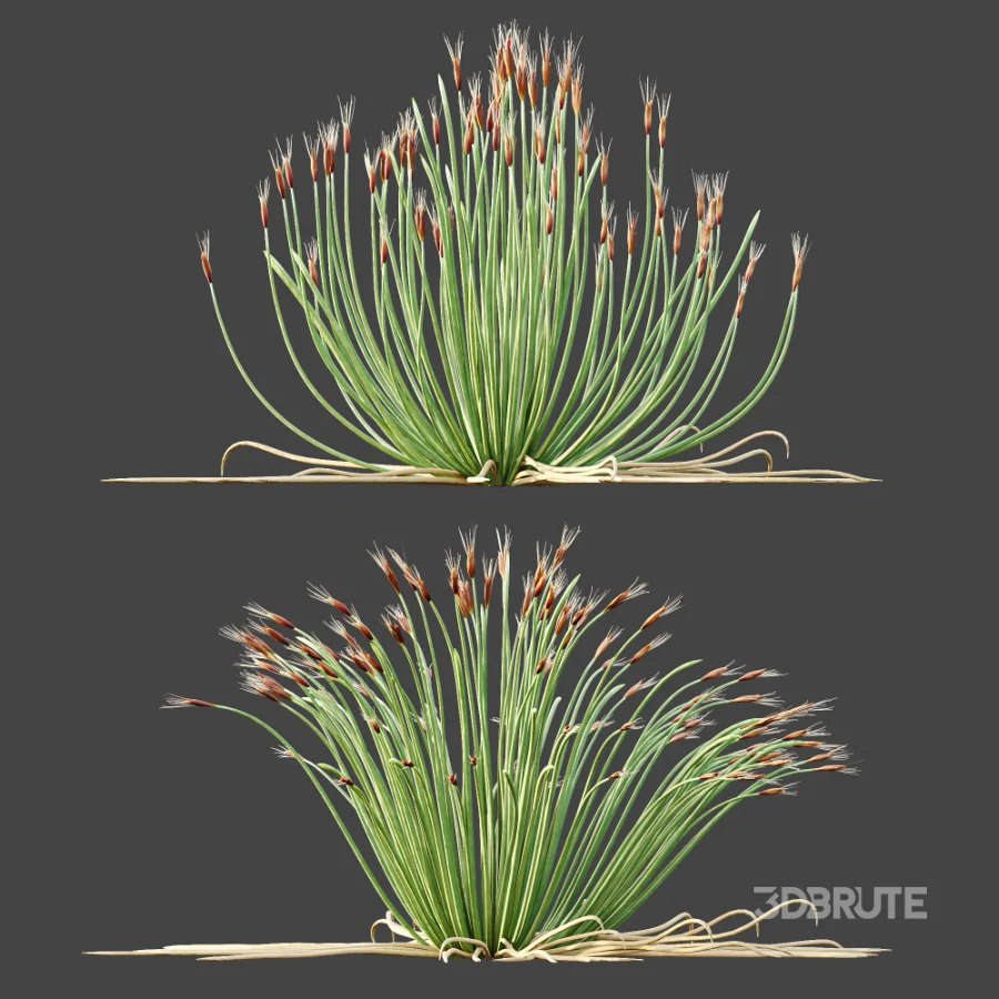 AV Plant Trichophorum Cespitosum Tufted Bulrush Rasenbinse Deer Grass Image 5
