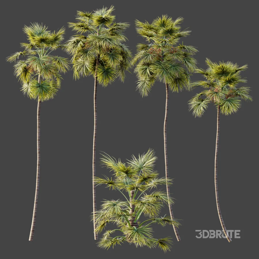 AV Plant Saribus Rotundifolius Palm Tree 01 Image 6