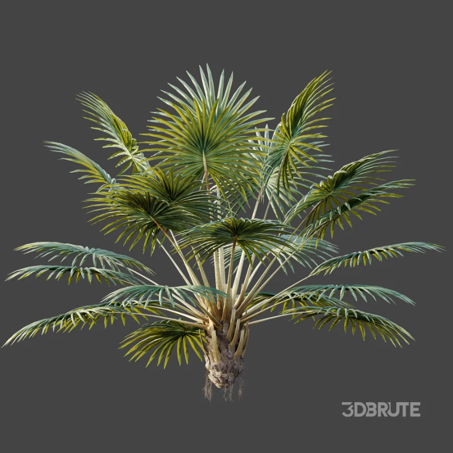 AV Plant Bismarckia Nobilisi Palm Tree 01 Image 6