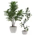 Fiddle Leaf Fig- Ficus Lyrata-set-022 - Thumbnail 1