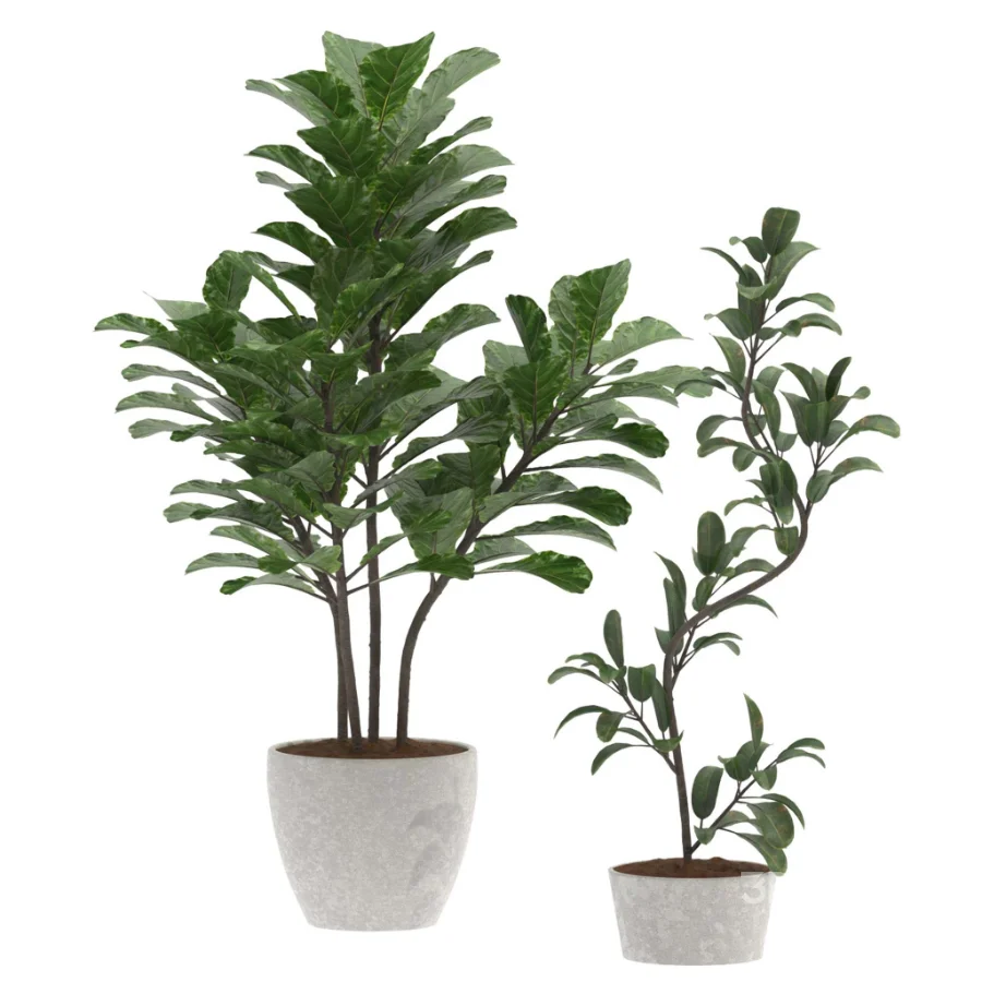 Fiddle Leaf Fig- Ficus Lyrata-set-022 Image 1