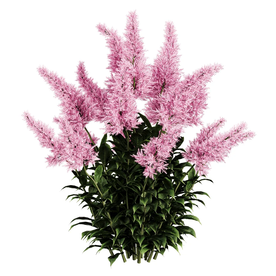 Astilbe Garden Plant Collection Image 3