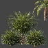 AV Plant Cycas Revoluta Palmfarn Palm Bush 02 - Thumbnail 7