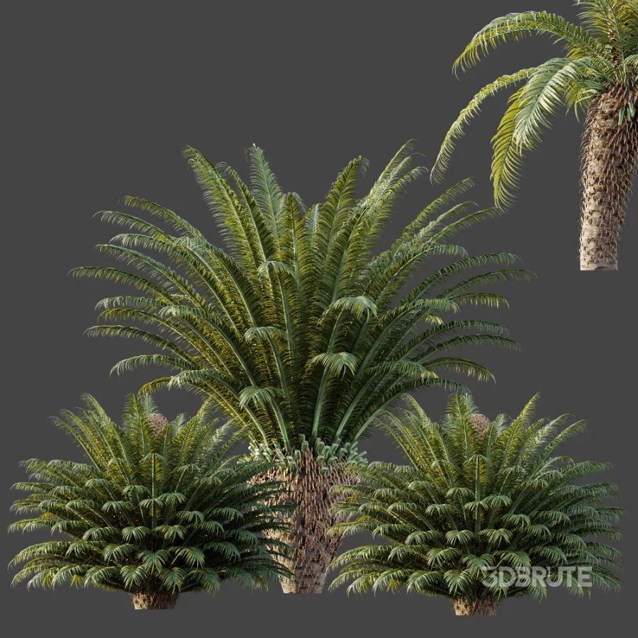 AV Plant Cycas Revoluta Palmfarn Palm Bush 02 Image 7