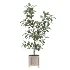 Ficus Benjamina Indoor Plant-set-026 - Thumbnail 1