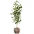 AV Indoor Plants Set 611 Banana Olive Briful Pachira Ficus Binnendijkii - Thumbnail 3