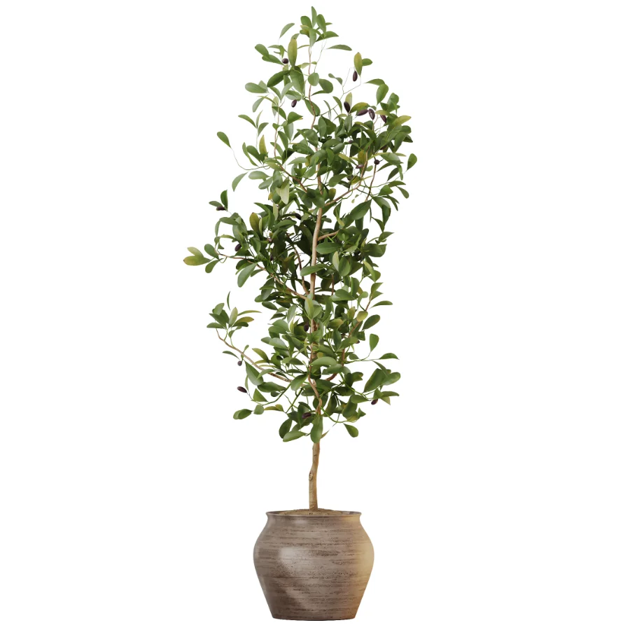 AV Indoor Plants Set 611 Banana Olive Briful Pachira Ficus Binnendijkii Image 3