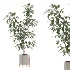 Ficus Benjamina Indoor Plant-set-026 - Thumbnail 4