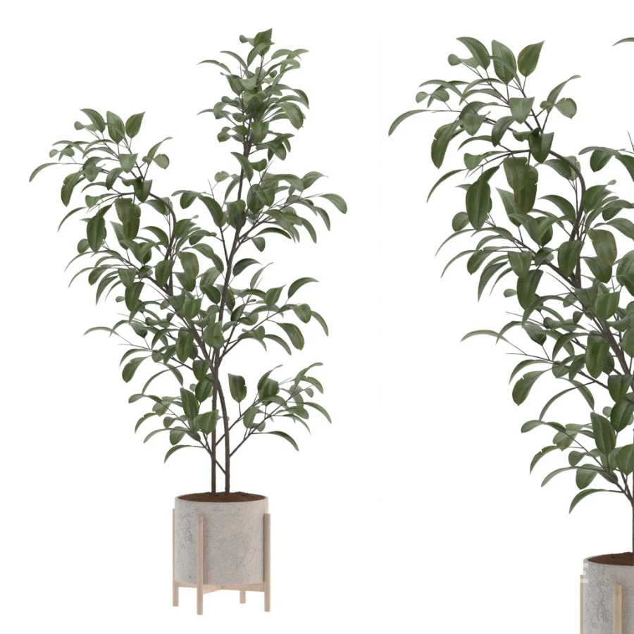 Ficus Benjamina Indoor Plant-set-026 Image 4