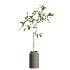 AV Indoor Plants Set 605 Ficus Binnendijkii Ficus Marginata Olive - Thumbnail 3