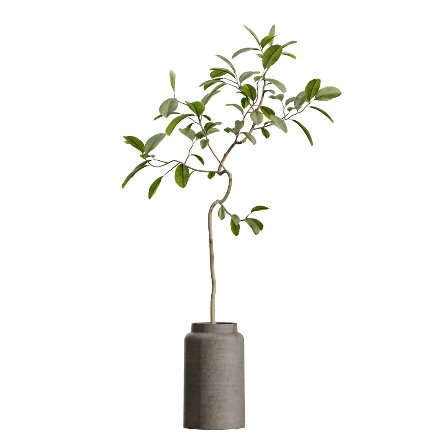 AV Indoor Plants Set 605 Ficus Binnendijkii Ficus Marginata Olive Image 3