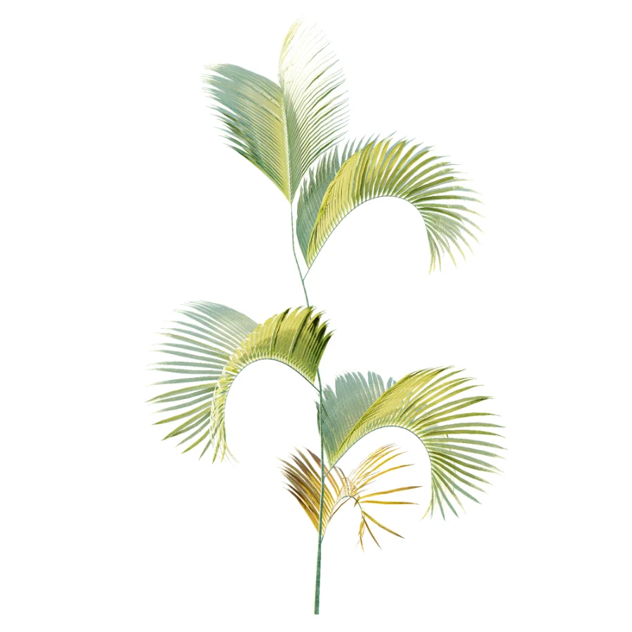 AV Plant Chrysalidocarpus Lutescens Palm Bush 02 Image 4