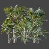 AV Plant Bismarckia Nobilisi Palm Tree 01 - Thumbnail 9