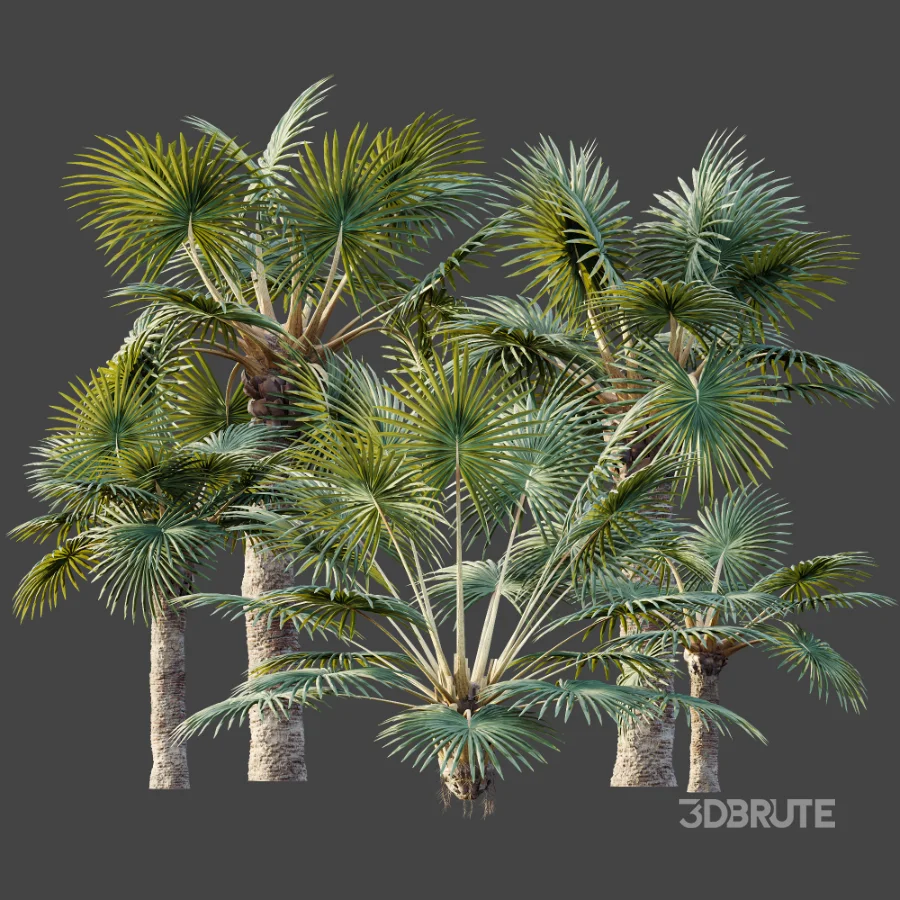 AV Plant Bismarckia Nobilisi Palm Tree 01 Image 9