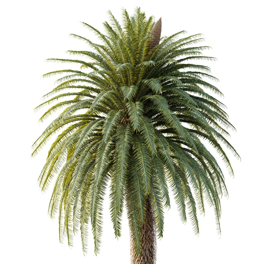 AV Plant Cycas Revoluta Palmfarn Palm Tree 01 Image 1