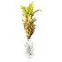 AV Plant Drynaria Roosii Palm Bush 02 - Thumbnail 3