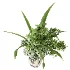 Flowers in Vase Collection 63 - Thumbnail 4