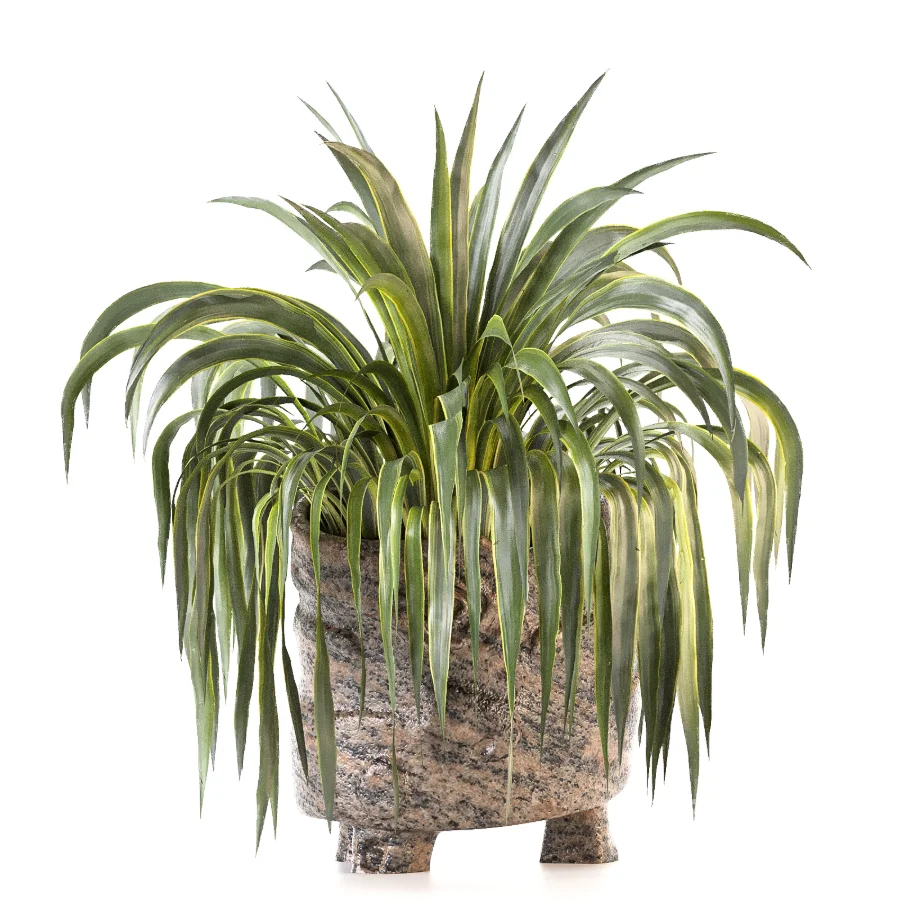 Plant Set 14 Image 5
