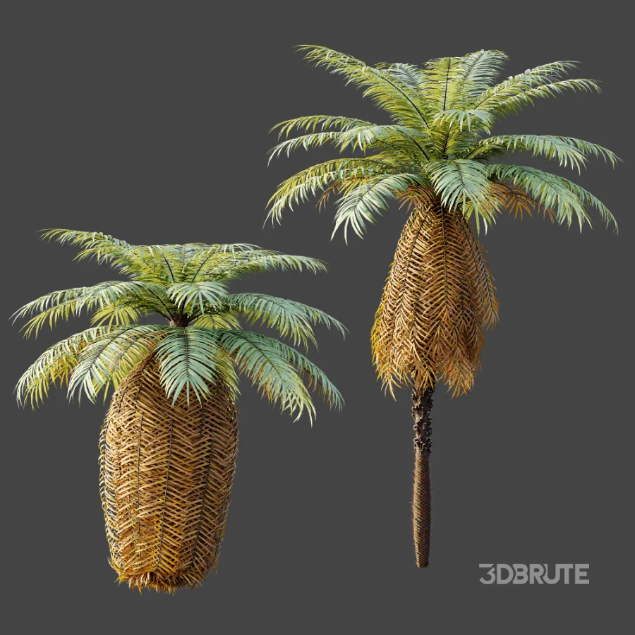 AV Plant Brainea Insignis Fern 6 Palm Tree 01 Image 7