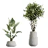AV Indoor Plants Set 603 Chemlali Olive and Peace Lily and Olive Eucalyptus and Bird Of Paradise - Thumbnail 6