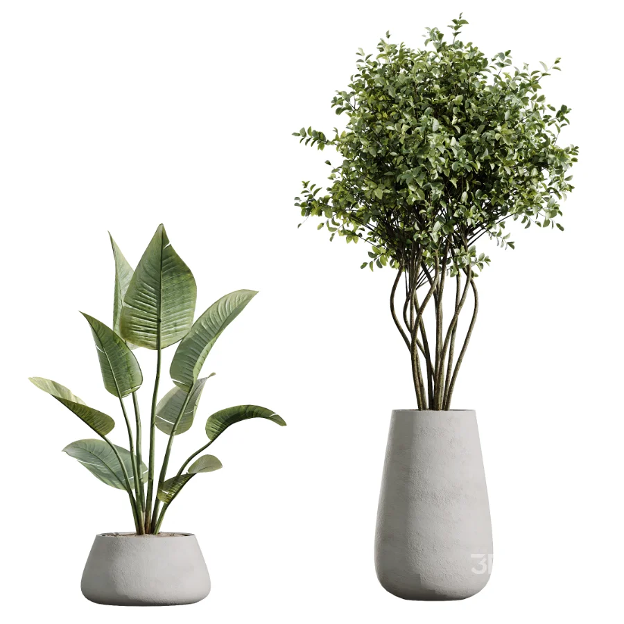 AV Indoor Plants Set 603 Chemlali Olive and Peace Lily and Olive Eucalyptus and Bird Of Paradise Image 6