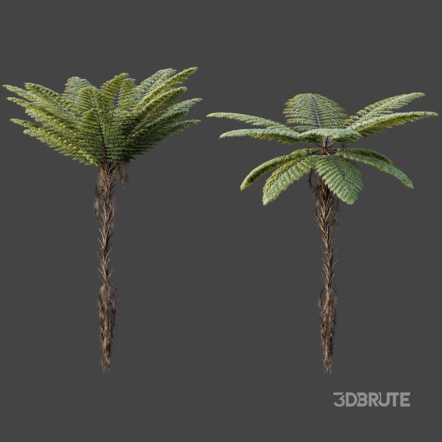 AV Plant Alsophila Spinulosa Fern Tree 01 Image 4