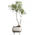 AV Indoor Plants Set 607 Yucca Alocasia Elefantenoh Ficus Marginata Ficus Fig - Thumbnail 1