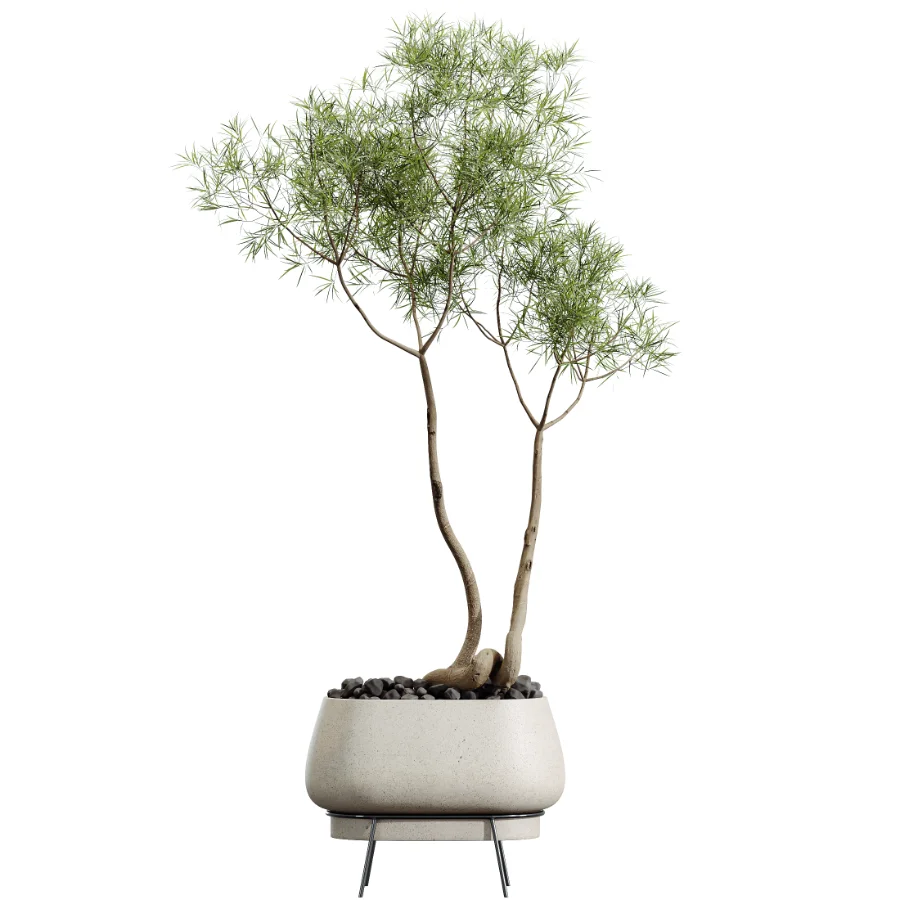 AV Indoor Plants Set 607 Yucca Alocasia Elefantenoh Ficus Marginata Ficus Fig Image 1