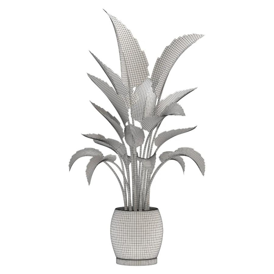 Strelitzia Nicolai Bird of Paradise-set-025 Image 1
