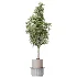 AV Indoor Plants Set 615 Yucca Elephantipes Briful Pachira Ficus Elastica Olive - Thumbnail 4