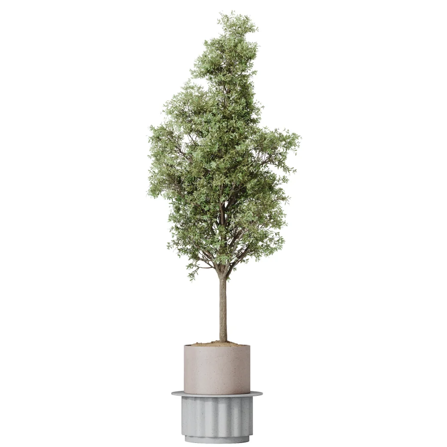 AV Indoor Plants Set 615 Yucca Elephantipes Briful Pachira Ficus Elastica Olive Image 4